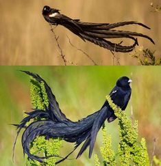 two pictures of different birds sitting on top of plants