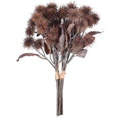 an arrangement of dried flowers on a white background