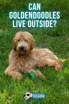 a brown dog laying in the grass with text that reads can goldendoodles live outside?