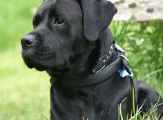 a black dog laying in the grass next to a bench