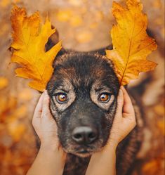 a dog with leaves on its head is being held up by someone's hands