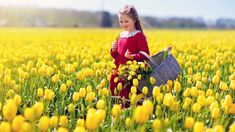 Springtime Photos, Blooming Garden, Countries In The World, Yellow Tulips, Tulip Flower, Tulips Flowers, Spring Day, Flower Field, Countries Of The World