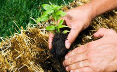 two hands are holding a small plant in some hay