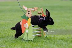 a small black rabbit standing on top of a wooden toy