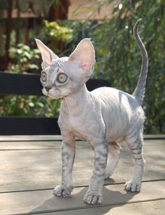 a small gray cat standing on top of a wooden floor next to a fence and bushes