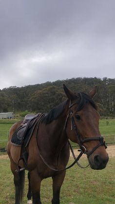 a brown horse standing on top of a lush green field