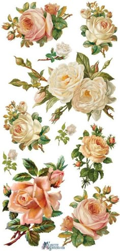 an assortment of flowers on a white background