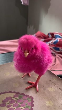 a small pink bird standing on top of a table