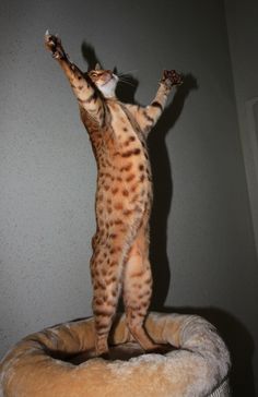 a cat is standing on its hind legs and reaching up to the sky with it's paws