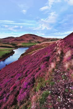 purple flowers growing on the side of a hill next to a body of water with hills in the background