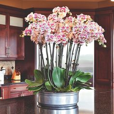 a potted plant sitting on top of a kitchen counter