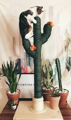 a cat sitting on top of a cactus plant