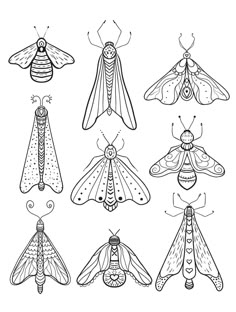 six different kinds of bugs and moths in black and white ink on a white background