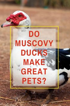 a duck with the words do muscoy ducks make great pets?