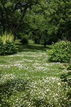 a field with white flowers and trees in the background