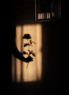 the shadow of a plant on a wall