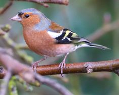 a small bird perched on top of a tree branch