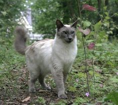 a white and grey cat standing in the woods