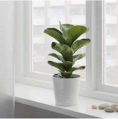 a potted plant sitting on top of a window sill next to two rocks