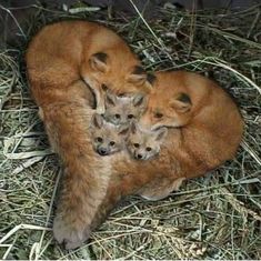 three baby foxes are huddled together in the hay