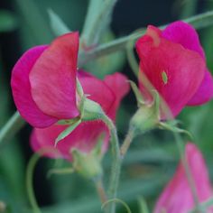 two pink flowers with green stems in the foreground