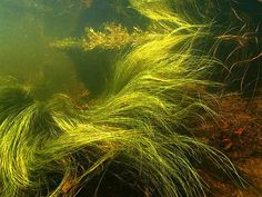 some green grass floating in the water