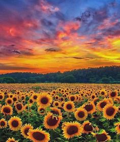 the sunflowers are blooming in the field as the sky begins to set