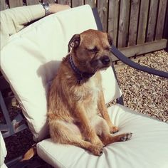 a brown dog sitting on top of a white chair next to a wooden fence and gravel ground