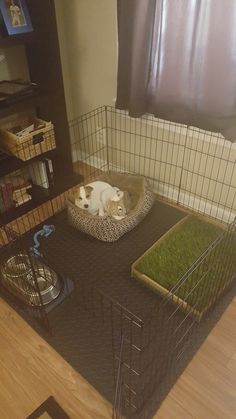 a dog laying in his bed on the floor