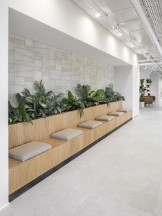 an office lobby with plants on the wall and benches in front of it's windows