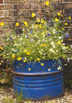 a blue barrel filled with yellow and white flowers