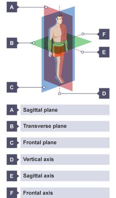 the diagram shows different types of human body parts