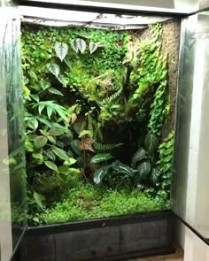 the inside of a glass case with plants growing on it's sides and floor