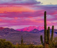 a large cactus in the foreground with mountains in the background at sunset or dawn