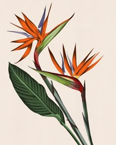 two birds of paradise flowers with green leaves