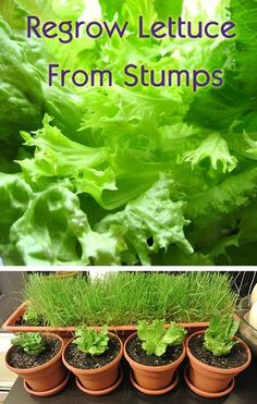 lettuce growing in pots with the words regrow lettuce from stumps