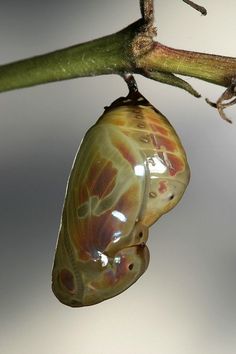 a close up of a butterfly's coco hanging from a tree branch with water droplets on it