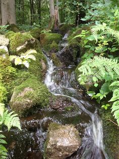 a stream running through a lush green forest filled with lots of plants and rocks covered in moss