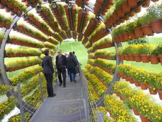 several people are walking through a flower garden