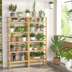 there are many potted plants on the shelves next to each other in this room