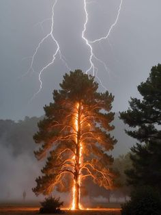 a large tree that is in the middle of a field with lightning coming from behind it