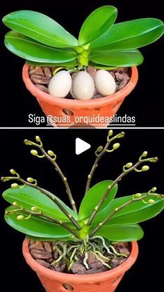 two pictures show the same plant in different pots, one has eggs on it and the other has green leaves