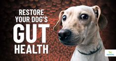 a dog with the words restore your dog's gut health on it and an image of a dog