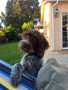 a dog is sitting in a hammock outside