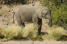 an elephant standing on top of a grass covered hillside next to trees and bushes with its trunk in it's mouth