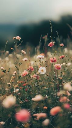 a field full of pink and white flowers