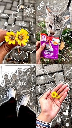 a person holding a yellow flower in their left hand next to pictures of cats and flowers