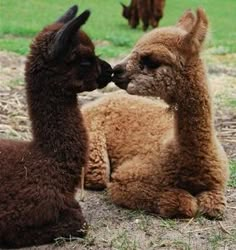 two baby llamas are laying on the ground with their noses to each other