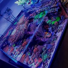 a large aquarium filled with lots of different types of plants and fish in it's tank