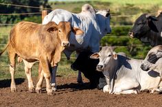 several cows are standing and laying in the dirt